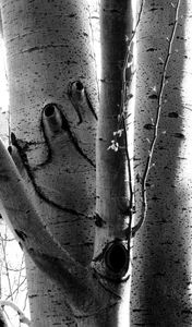 Parisian Trunk_1