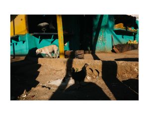 Havana Colors