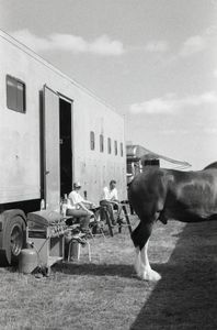 The Backstage Stallion