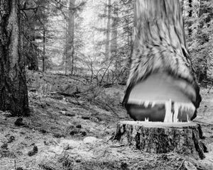 Falling Tree # 26  © David Paul Bayles