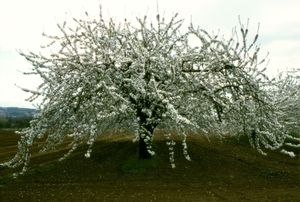Cerisier, Portraits of Trees