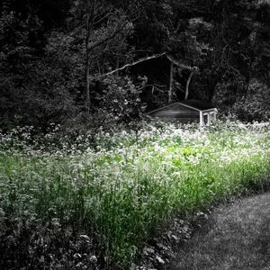 Shaw Prairie Shed