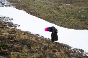 A woman searches for yartsa gunbu away from the others. Upper Dolpo, Nepal, 2017.