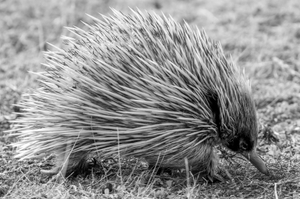 Echidna in a field