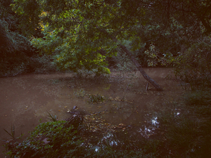 Into the marsh - 12