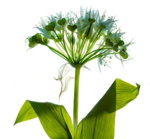 Wild Garlic 2