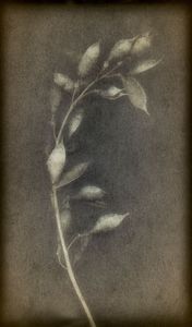 seeds for flowers