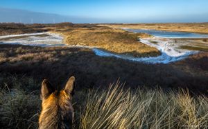 searching over the prairie
