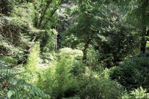 Le Bois des Moutiers, Varangville-Sur-Mer, Normandy/France © Mireille Schellhorn 2012