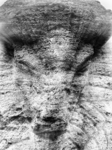 Aurochs