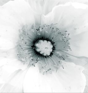 Remembering Georgia o'Keeffe_5