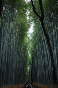 Bamboo Forest