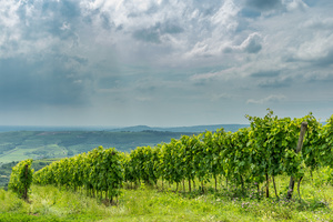 vineyards near Soave
