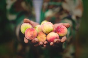 Xiong holds a handful of peaches grown in his orchard. The training he received from the local Disabled Persons' Federation has enabled him to retrain as a farmer.