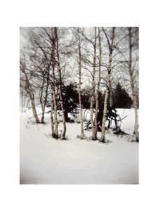 Birches in the snow