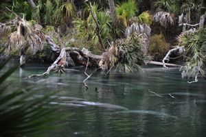 Manatees and Alligator