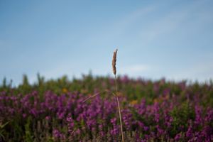 petruckvitch_ann_09