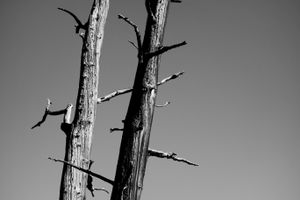 Deadwood