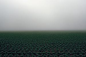 Lettuce Field