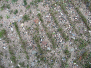 new grass in bulldozer blade tracks