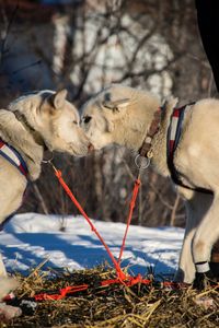 Mush Love, from Ambler