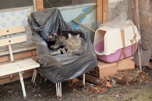 Earthquake cats at Casa Ribera neighborhood, Casamicciola Terme