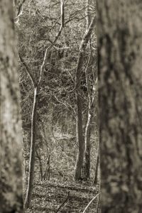 Lines In Nature #4