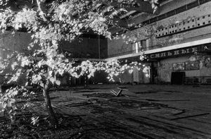 Life Persists  -   a tree grows through the floorboards of the sports centre, even within so much desolation, nature finds a way to survive and flourish  © Darren Nisbett