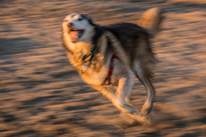 Untitled from the series DOG PARK