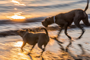 Untitled from the series DOG PARK