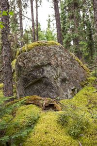 untitled #7 from boreal forest