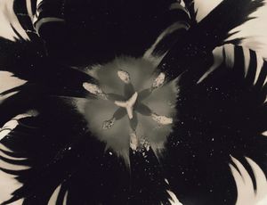Tulip 10