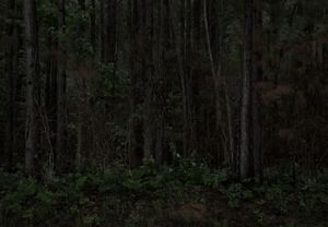 Southern Pine Forest