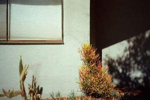 Sidewalk Succulents