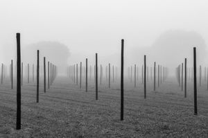 Maze in the mist
