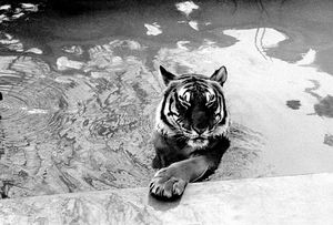 I offer my tiger palm