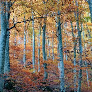 AUTUMN IN THE BEECH FOREST