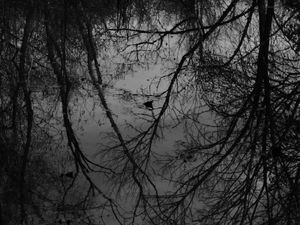 Wet Leaves #10
