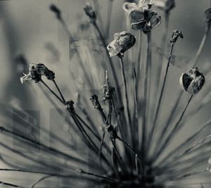 Season of Flowers 15