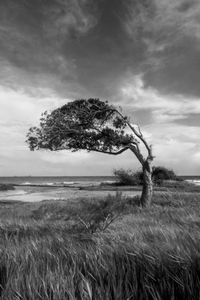 "Windfinder"