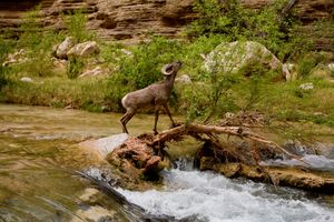 Grand Canyon resident