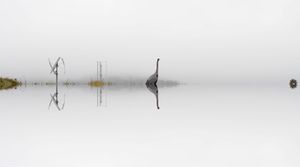 Fog 1. From the series, And the Whole World Stops.