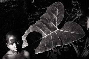 The Jam plant, its tubers rich in complex  carbohydrate, is essential to the livelihood of children. © Nicola Angelo Mangia
