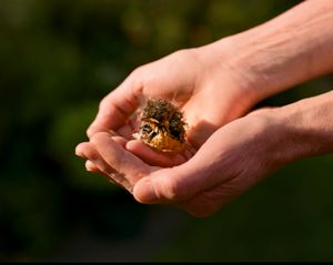 Baby Bird