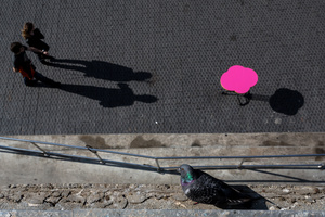 Street Fauna 10 - Pigeon